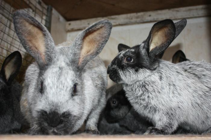 สายพันธุ์ของกระต่ายคืออะไร? คุณสมบัติของพันธุ์ใหญ่: การดูแลและบำรุงรักษาที่บ้าน