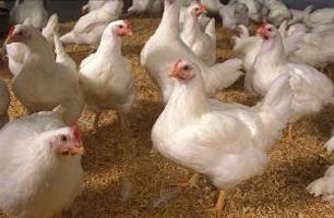 การเลี้ยงสัตว์ในครัวเรือน: วิธีเลี้ยงไก่เนื้อ