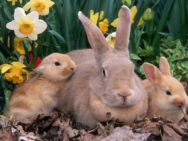 การตั้งครรภ์ในกระต่าย: ระยะเวลานานเท่าไรลักษณะการดูแลและคำจำกัดความของคำศัพท์
