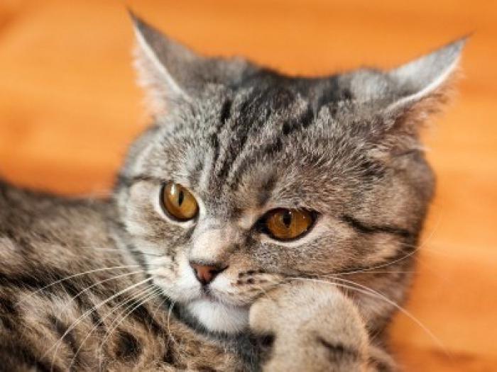 Shorthair cats: สายพันธุ์และสายพันธุ์